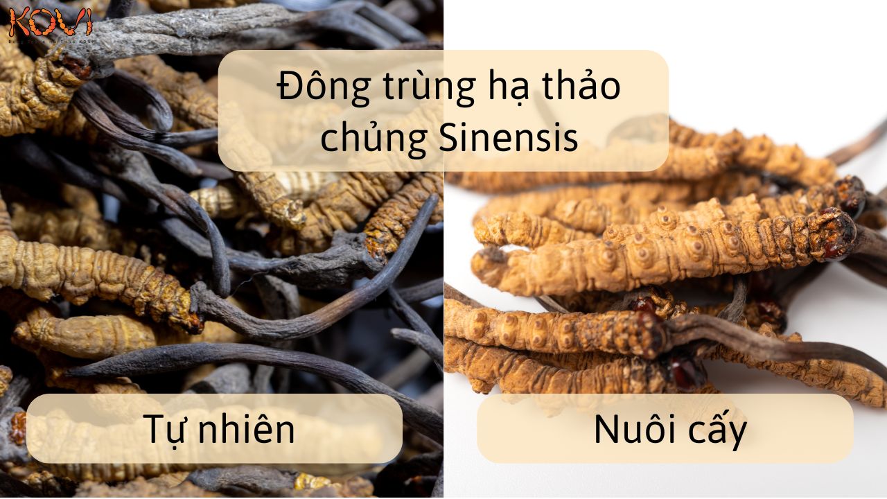 Nấm đông trùng hạ thảo Sínesis